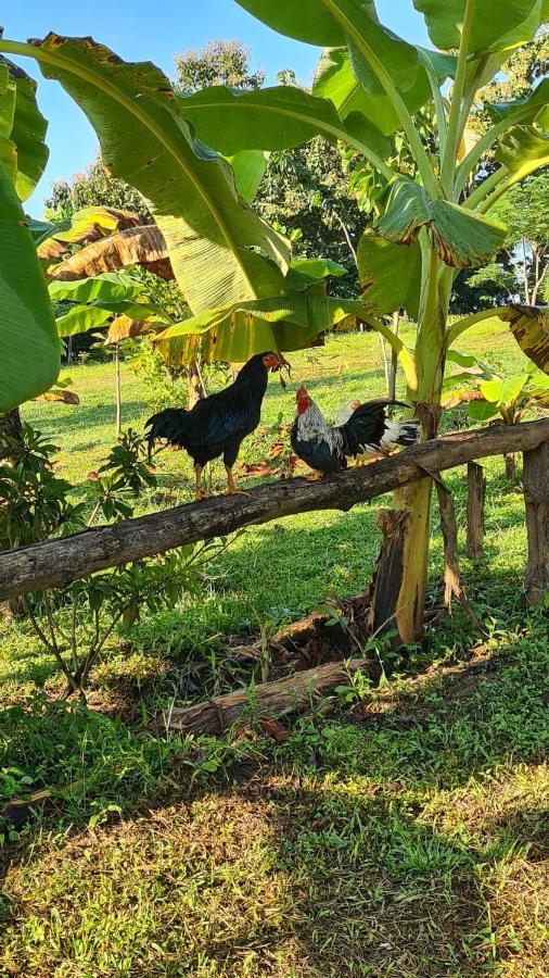 True Nature Chiang Mai - Yoga & Meditation Homestay Retreat Bagian luar foto
